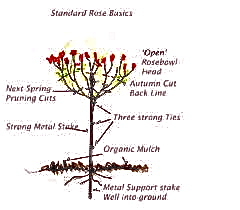 Lucy on Gardening: HOW TO PRUNE HYBRID ROSES WITH STEP BY ... tree bush diagram 