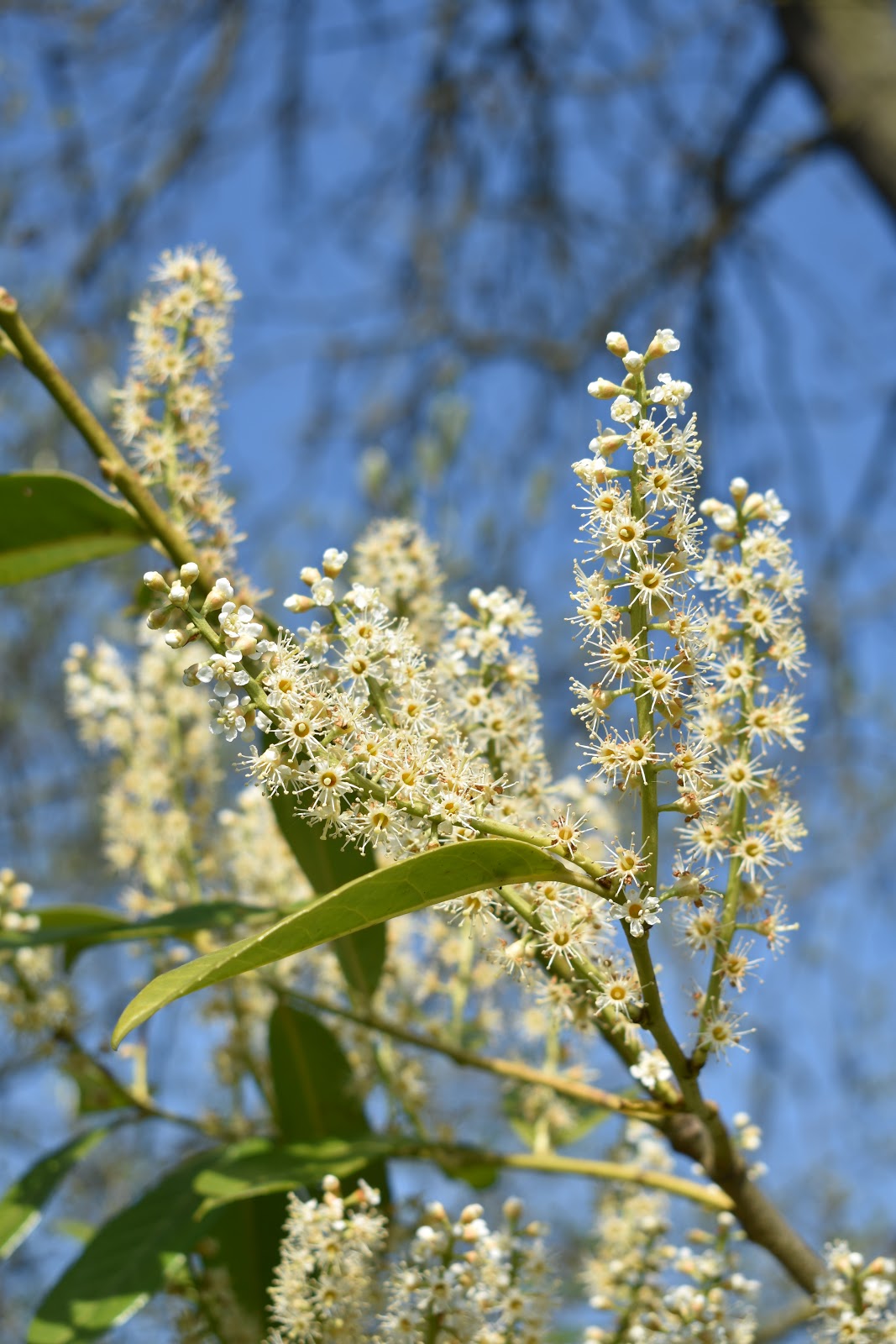 An apology to laurels