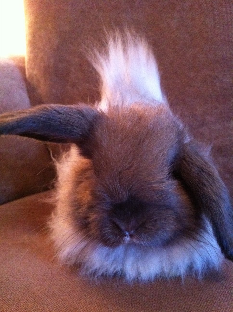 Kiwi & Peaches Bunny Blog: Fuzzy Mohawk front view