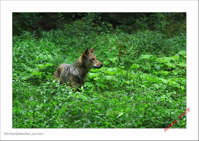 loup parc pologne