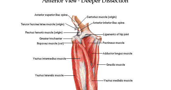 Hip Joint Muscles Diagram - Superficial (left) and deep (right) muscles