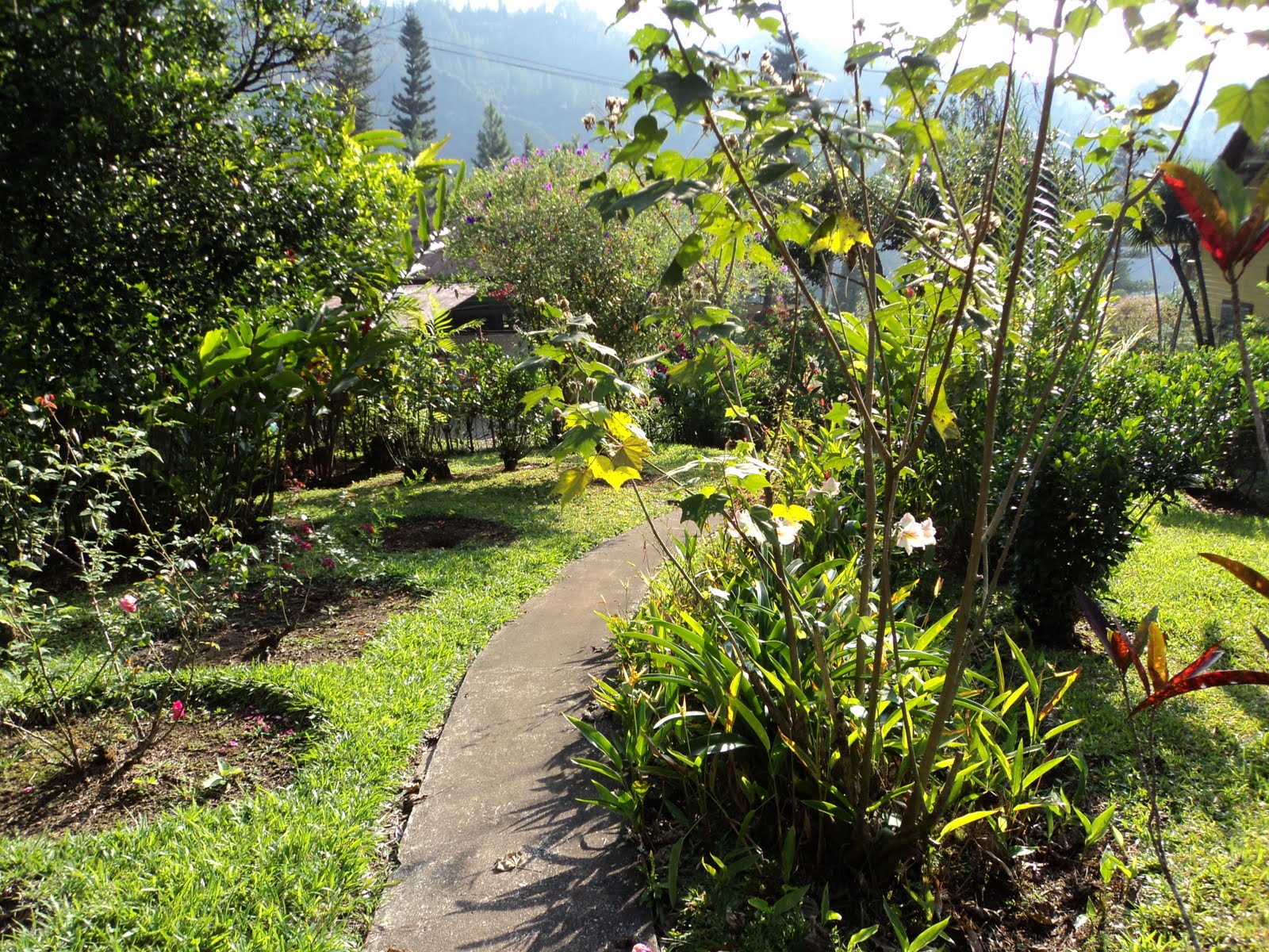 Here, there and everywhere... LANDS OF MY GUATEMALA "PATZULIN FARM"