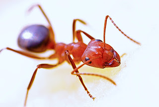 Remove ants from Nikon D90 DSLR
