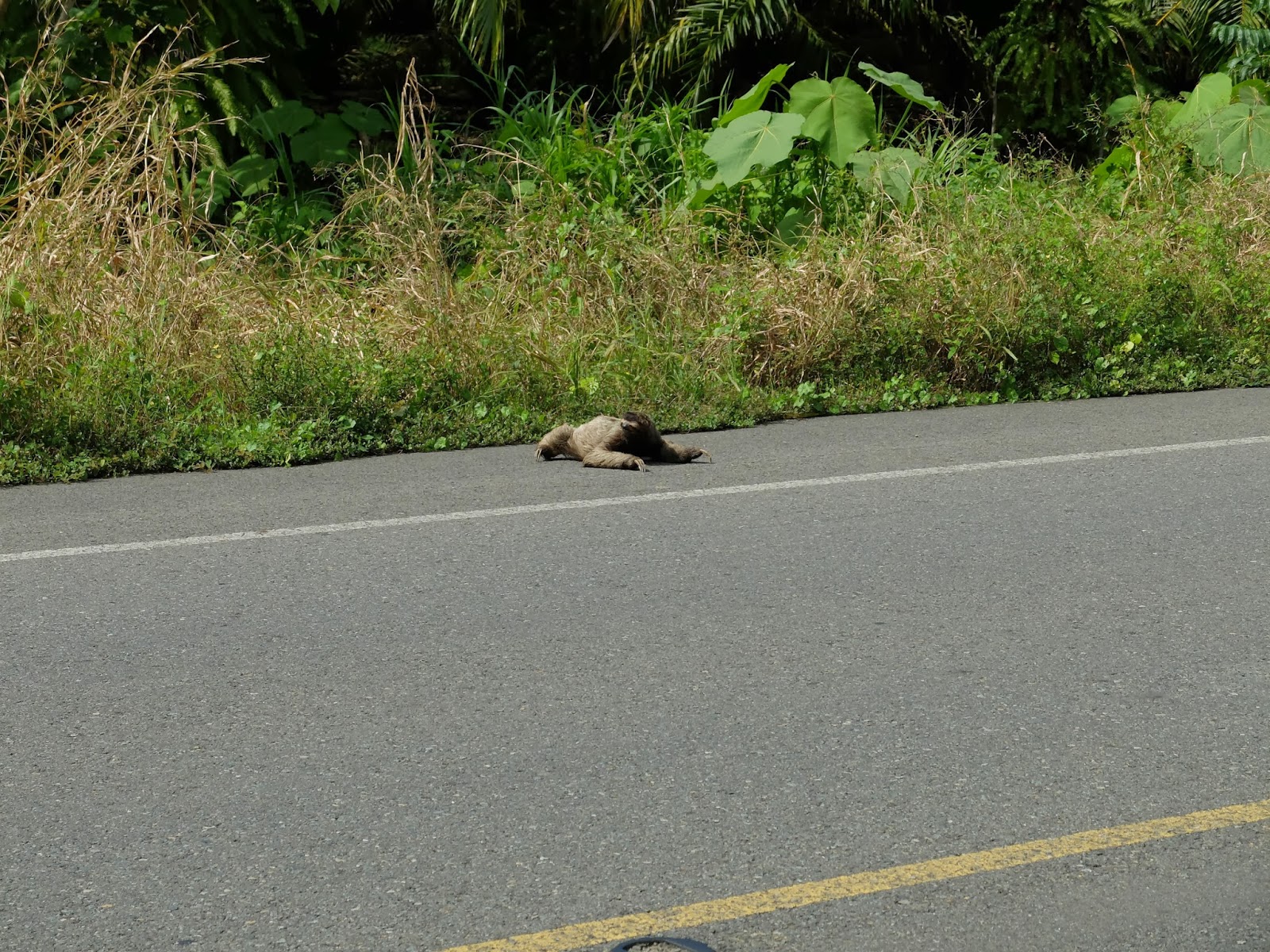 Growing up: Tales from Costa Rica: #1 Why did the sloth cross the road?
