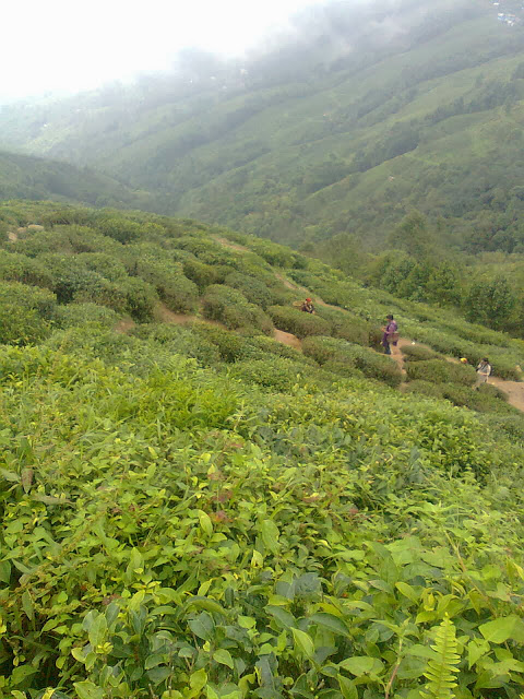 Darjeeling tea gardens 