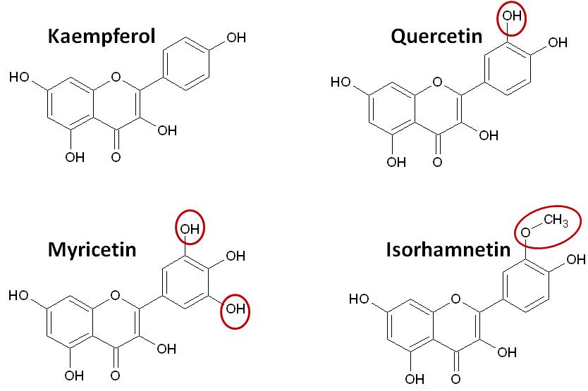 EnoViti The Flavonol Class of Flavonoids