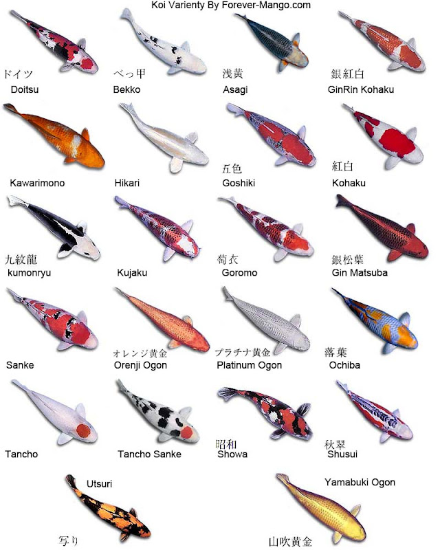 Various Types of Koi Fish and Their Color Pattern  Exotic 