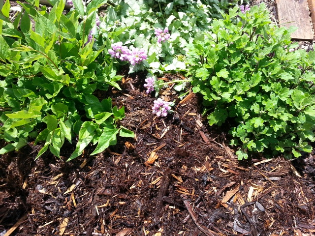 The Flower Bin: Mulch helps your perennials in many ways.