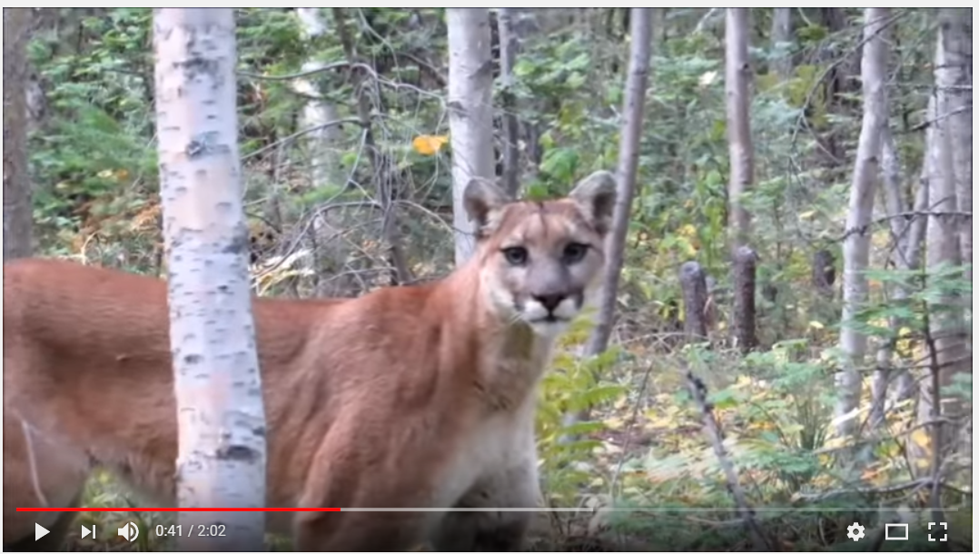 Mountain Lion encounter in Montana