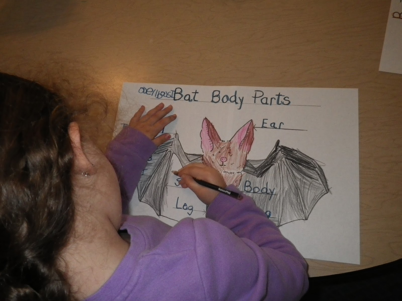 SmartSquirrel Bat Anatomy