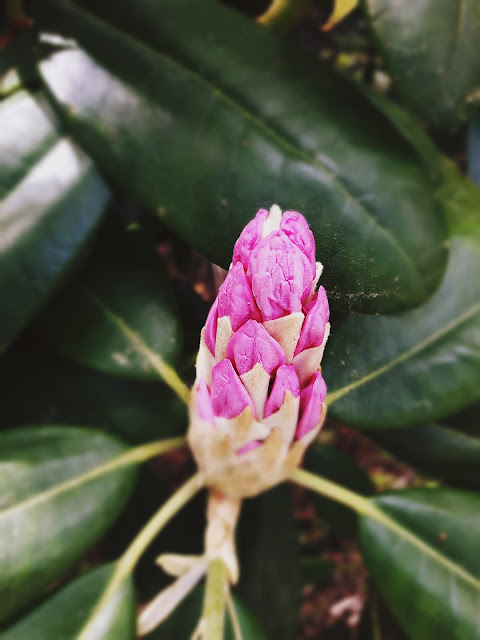 Haagan upea Alppiruusupuisto