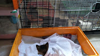 Quarantine 4 Kittens Quarantine 4 Kittens