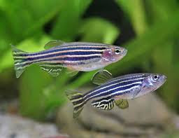 Ikan Hias Aquarium Mini Ikan Hias Aquarium Mini