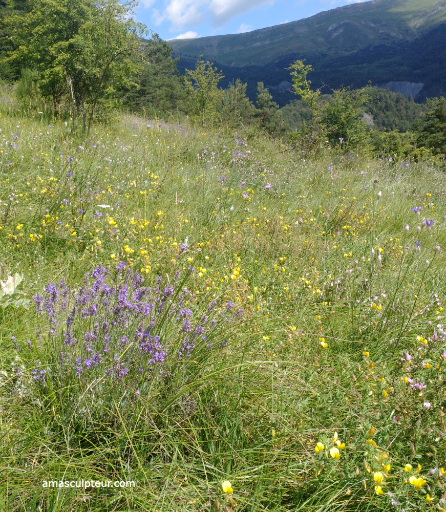 lavande à Vergons par Ama Lavande Sauvage à Vergons par Ama
