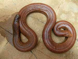 Two-Headed Snake