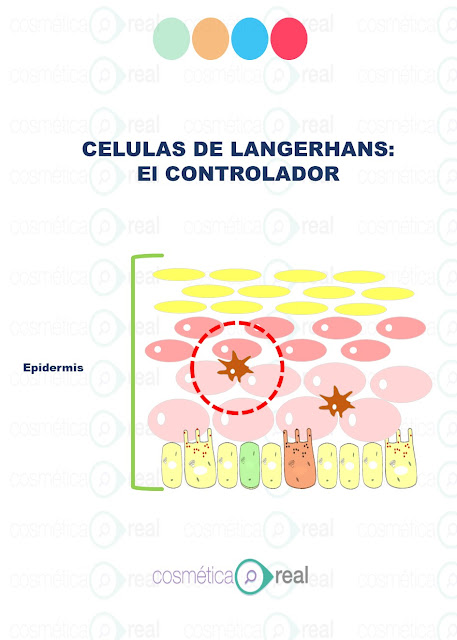 Células de la epidermis 