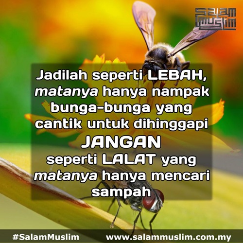 jadilah seperti lebah jangan jadi seperti lalat, kebaikan dan keburukan, bahaya lalat, kebaikan lebah