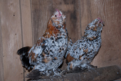 d'uccle chickens