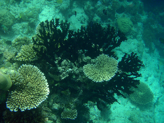 黑珊瑚与巨型海扇及海绵