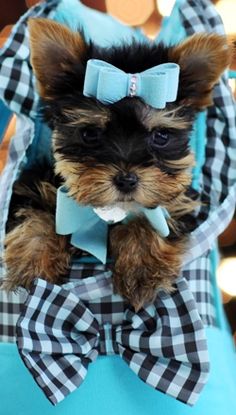 Persiankittensforadoption Yorkshire Terrier Yorkie Puppies For