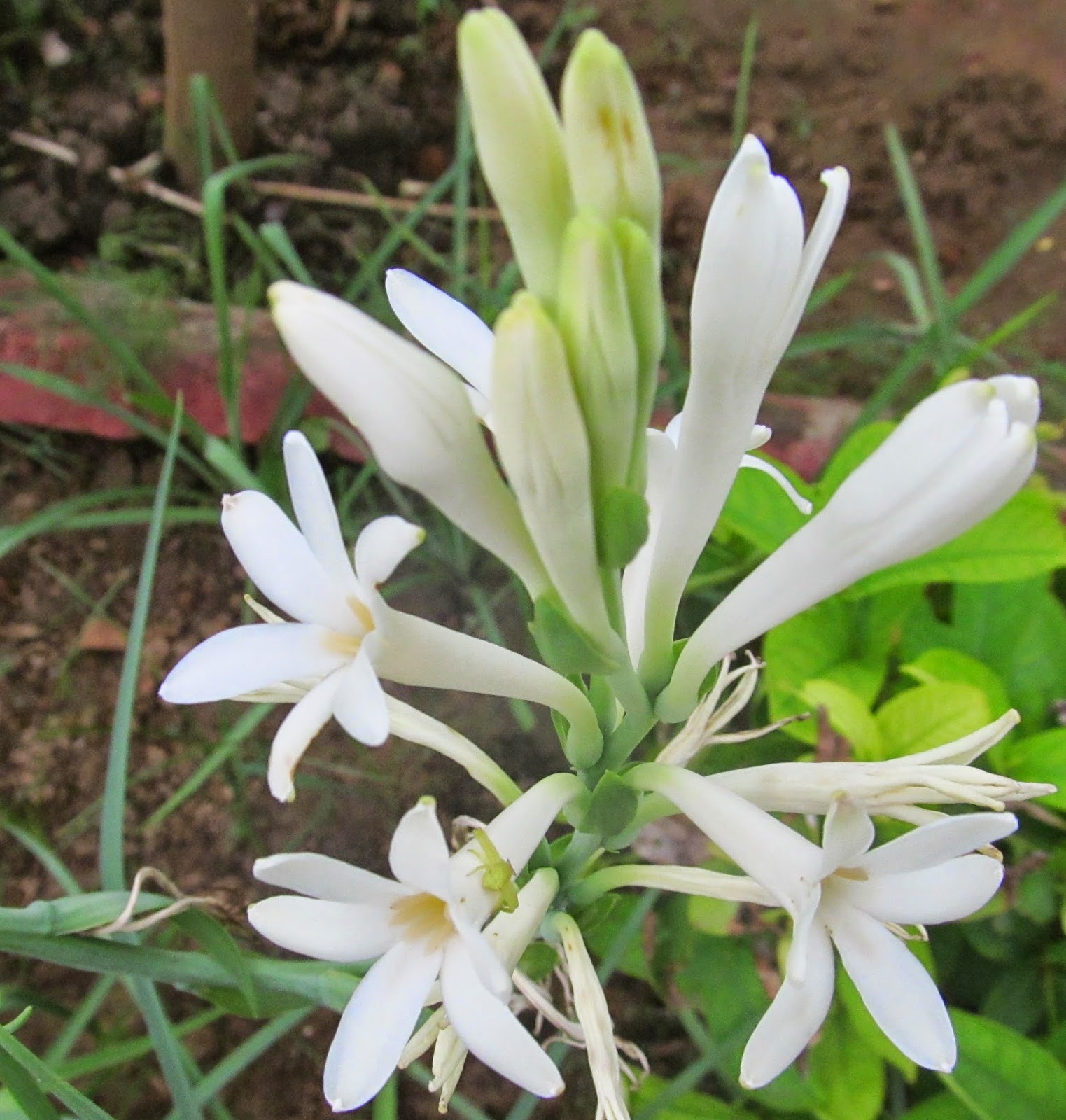 NATURAL & UNIQUE PHOTOGRAPHY: RAJNIGANDHA FLOWER