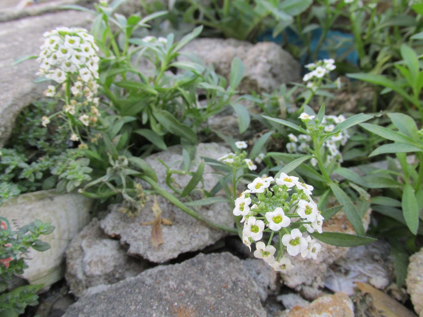.: Flor de Mel ou Álisso