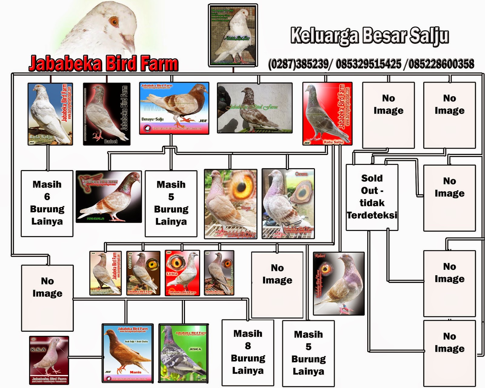 0287 382807 085228600358 085329515425 Sejarah Burung Burung