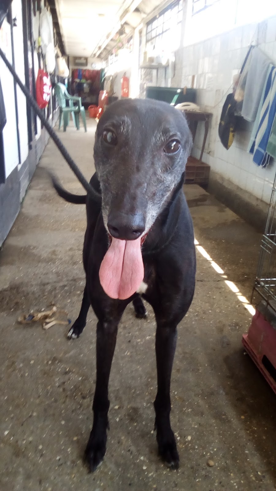 Whittingham Kennels Greyhound Trust Henlow and Waltham Abbey