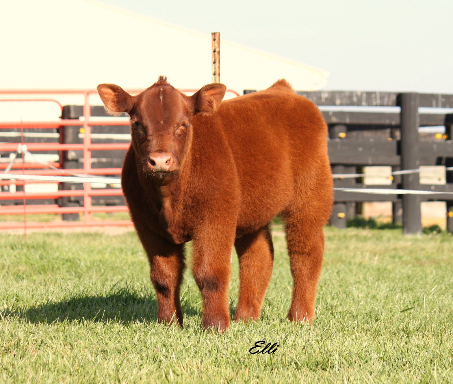 Lautner Farms Bojo Bull Calf Andrew Lange