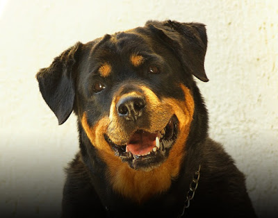 alt="rottweiler sonrriendo"