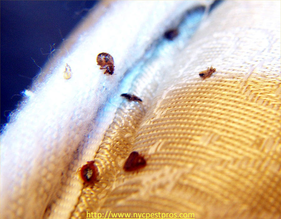 Bed Bugs Extermination Nyc