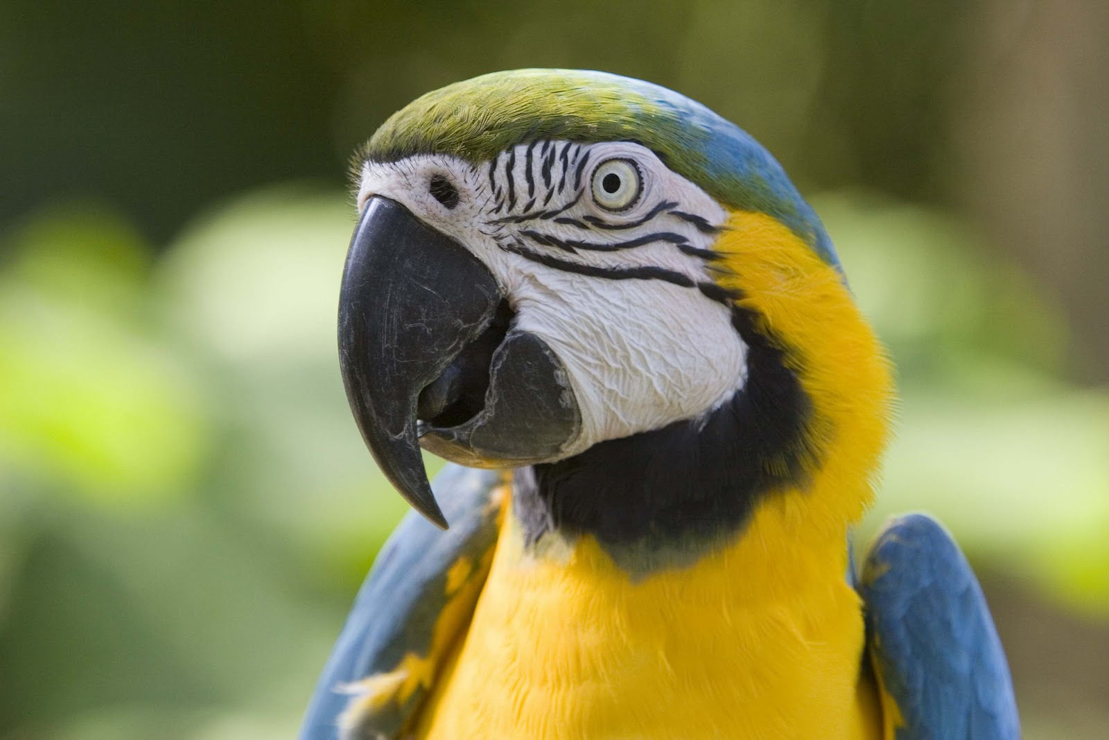 parrot bow tie