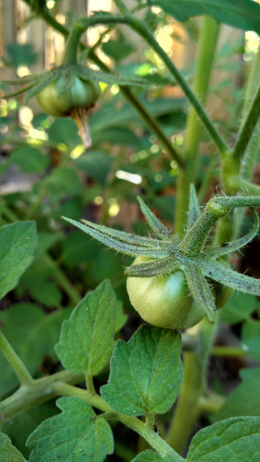 Ladder of Mercy This Week in the Garden Baby Tomatoes