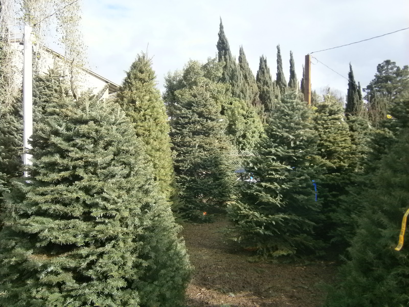 Adventures in Weseland A Visit to Tom's Christmas Tree Lot