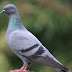 Portrait picture of a beautiful pigeon