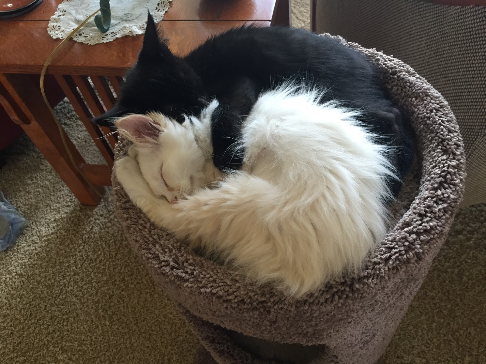 The good things Kittens