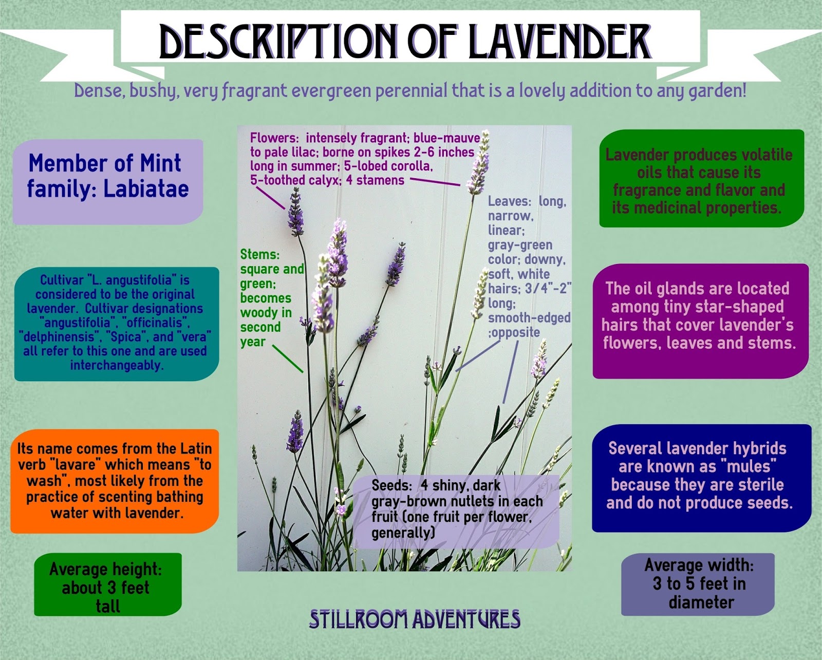 LavenderThe Ultimate Guide