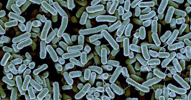 Materi Archaebacteria Dan Eubacteria Lengkap Generasi Biologi