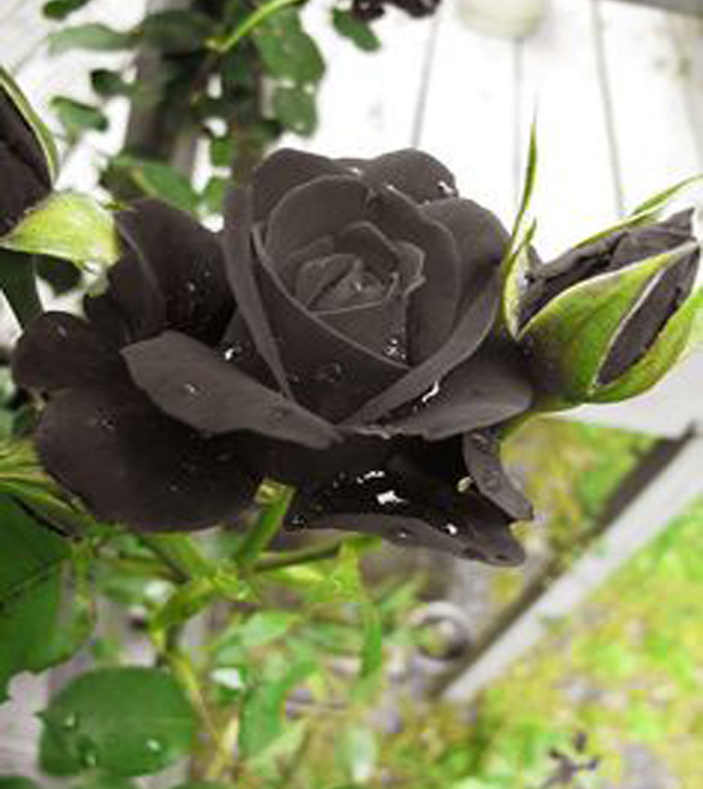 mawar hitam
