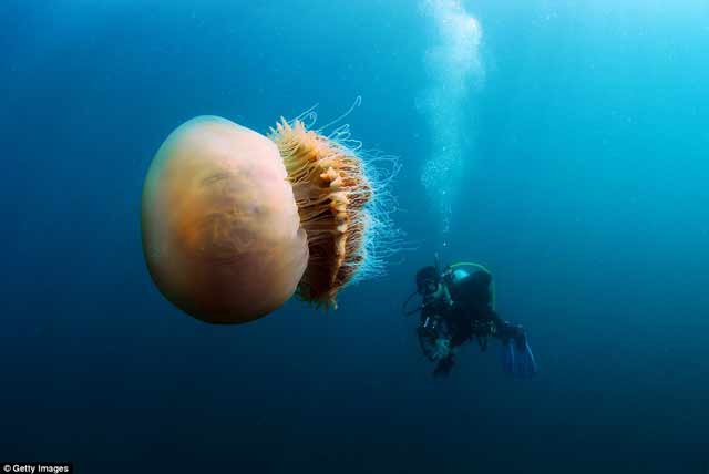 10 Foto Dasar Laut Mengerikan ini Dijamin Membuat Bulu Kuduk Berdiri 10 Foto Dasar Laut Mengerikan ini Dijamin Membuat Bulu Kuduk Berdiri