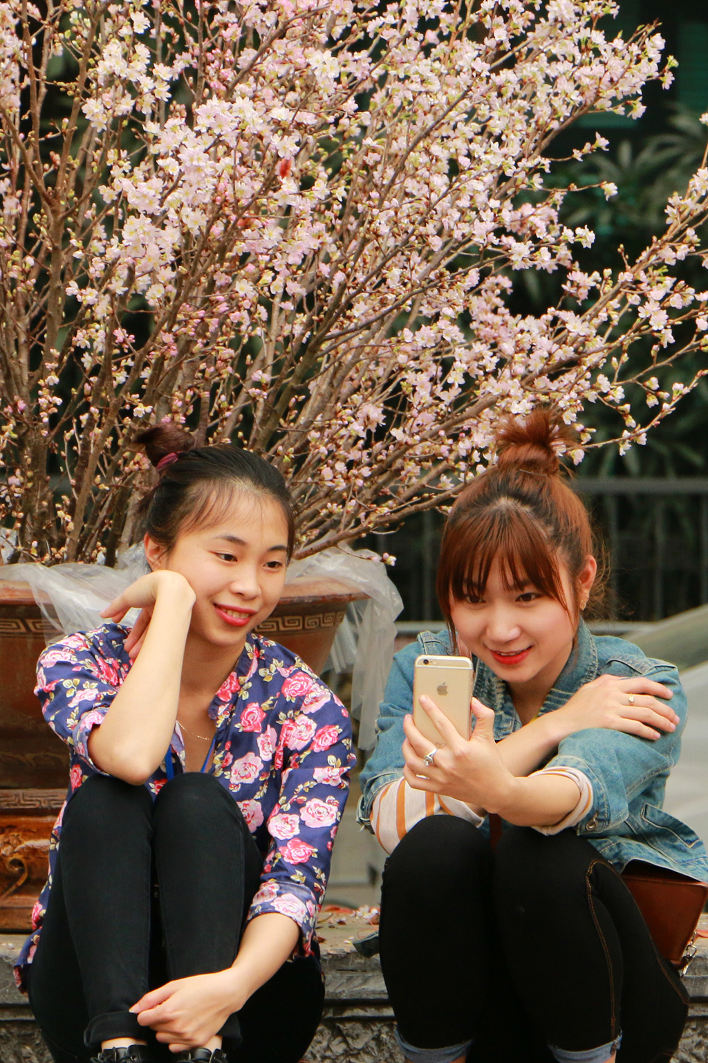 [Image: Hoa-anh-dao-Nhat-ruc-sac-giua-tiet-xuan-Ha-Noi.-7.JPG]