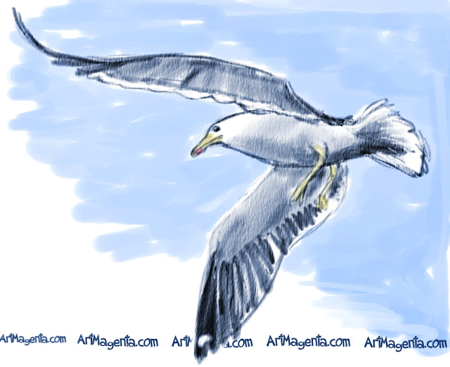Lesser Black-backed Gull is a bird sketch by illustrator Artmagenta