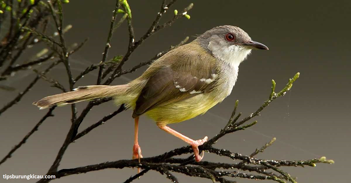 Tips Cara Bikin Birahi Pada Burung Ciblek Tips Burung Kicau