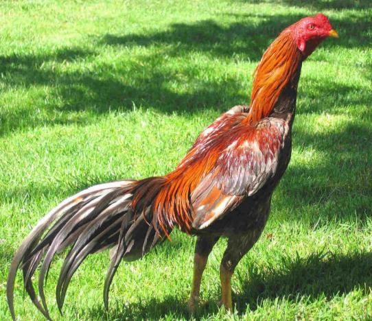 5 Alasan Ayam Bangkok Menjadi Hewan Peliharaan Yang Paling Banyak