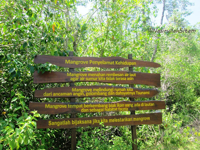 Hutan Mangrove sepanjang perjalanan
