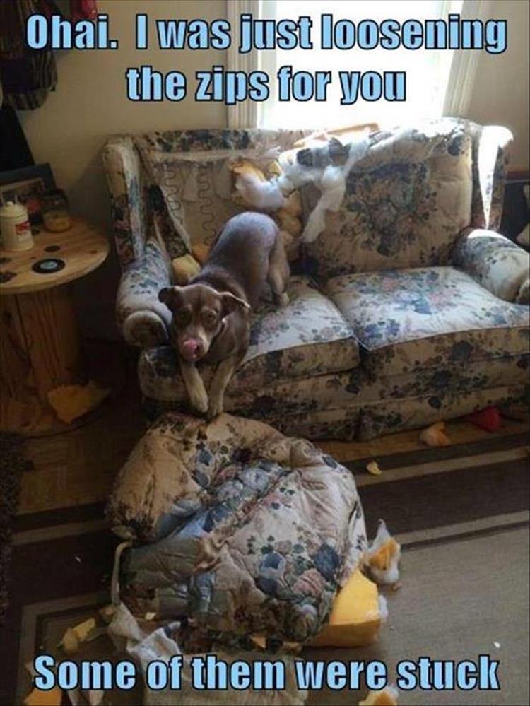 30 Funny animal captions - part 56, funny captioned animal picture, funny animals