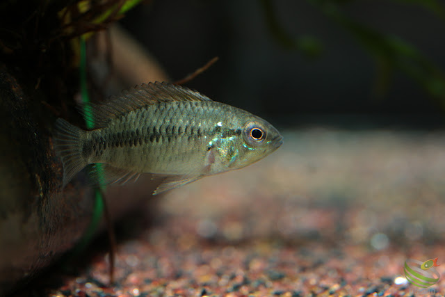 Apistogramma cf. alacrina