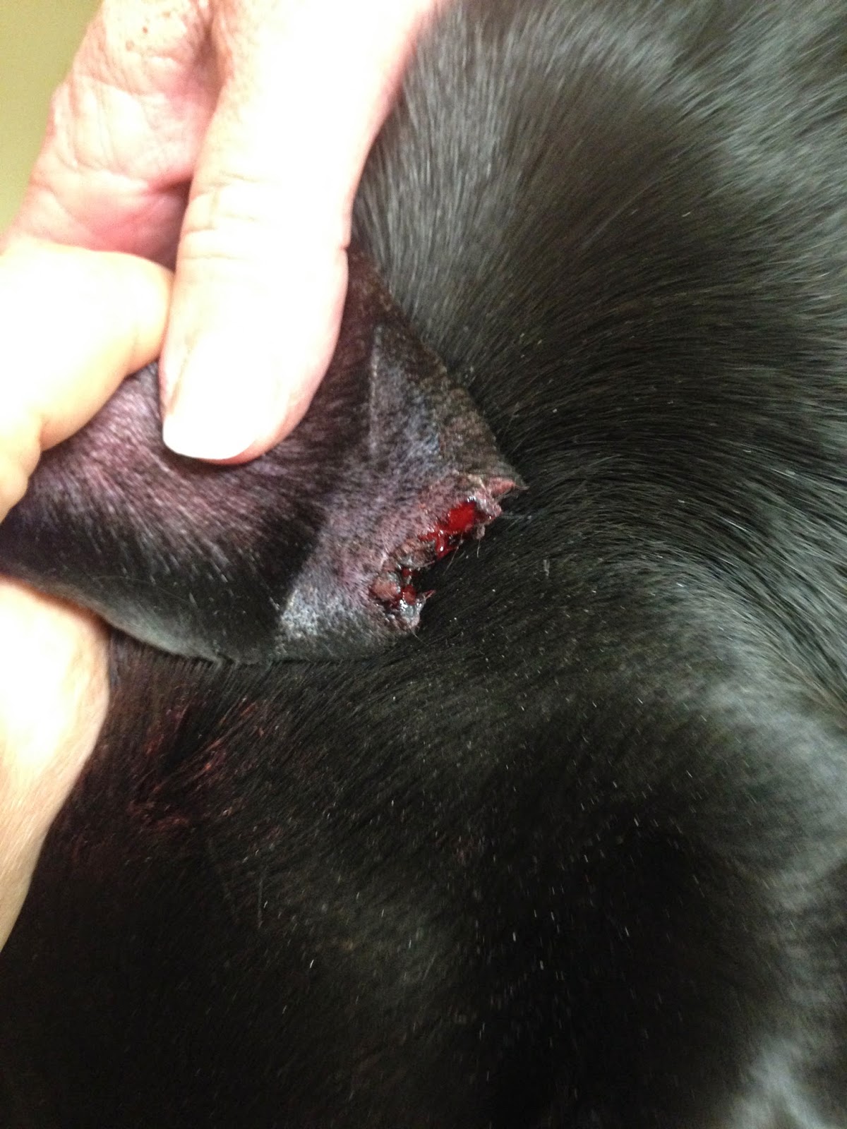 Diary Of A Real Life Veterinarian Living With Bleeding On The Edge Ear Tip Dilemmas