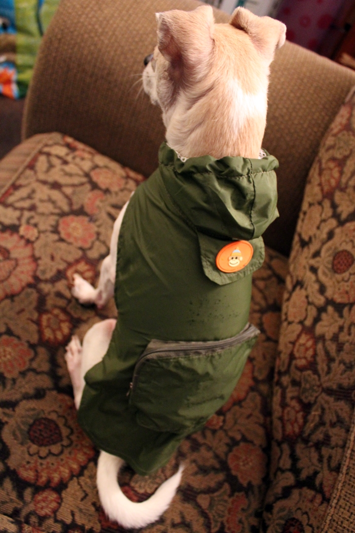 Cute Dog Rain Jacket