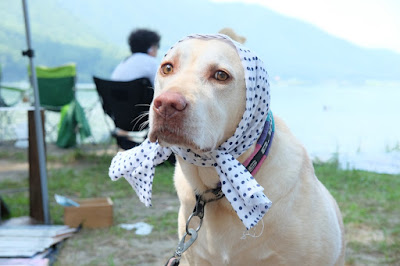 ALPS BOOK CAMP 2016　犬ちゃんも熱中症対策